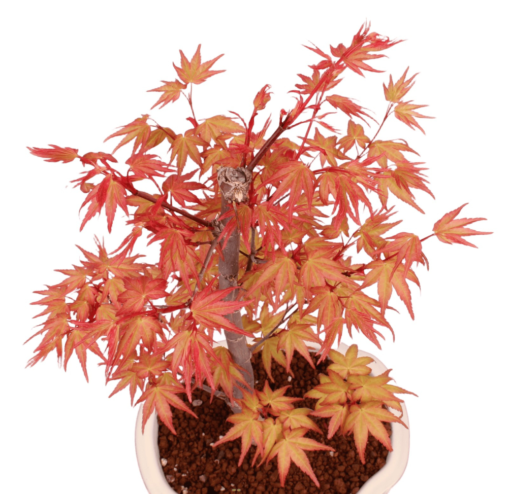 Bonsai - Acer palmatum 'Chishio' - Japanischer Fächerahorn rotlaubig 229/04