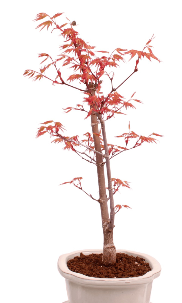 Preview: Bonsai - Acer palmatum 'Chishio' - Japanischer Fächerahorn rotlaubig 229/05
