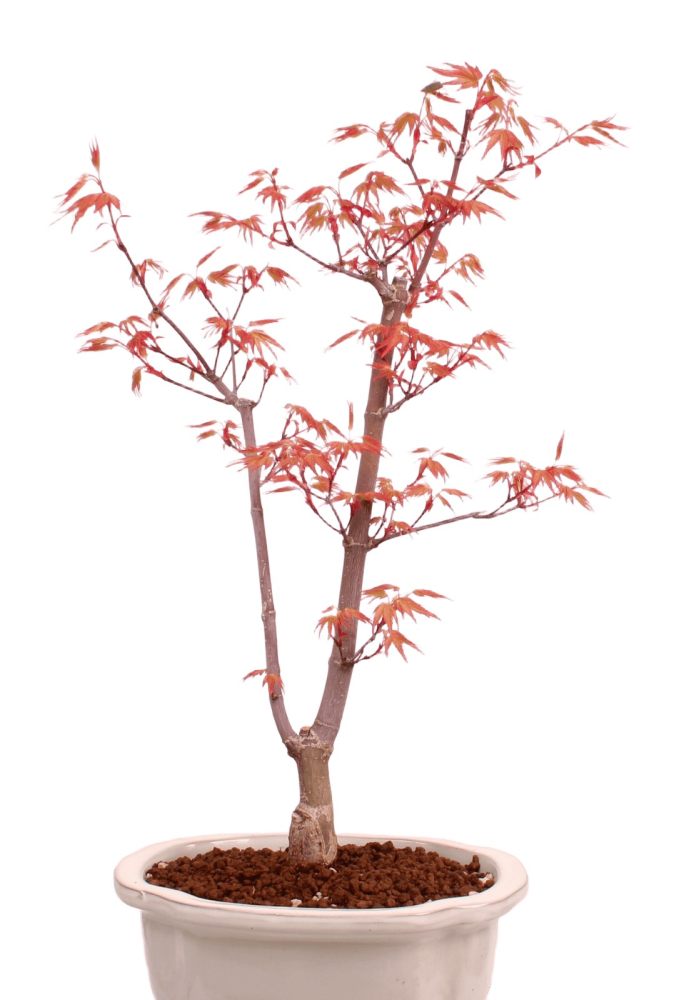 Preview: Bonsai - Acer palmatum 'Chishio' - Japanischer Fächerahorn rotlaubig 229/05