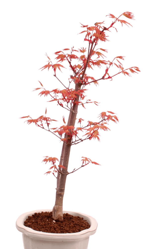 Preview: Bonsai - Acer palmatum 'Chishio' - Japanischer Fächerahorn rotlaubig 229/05