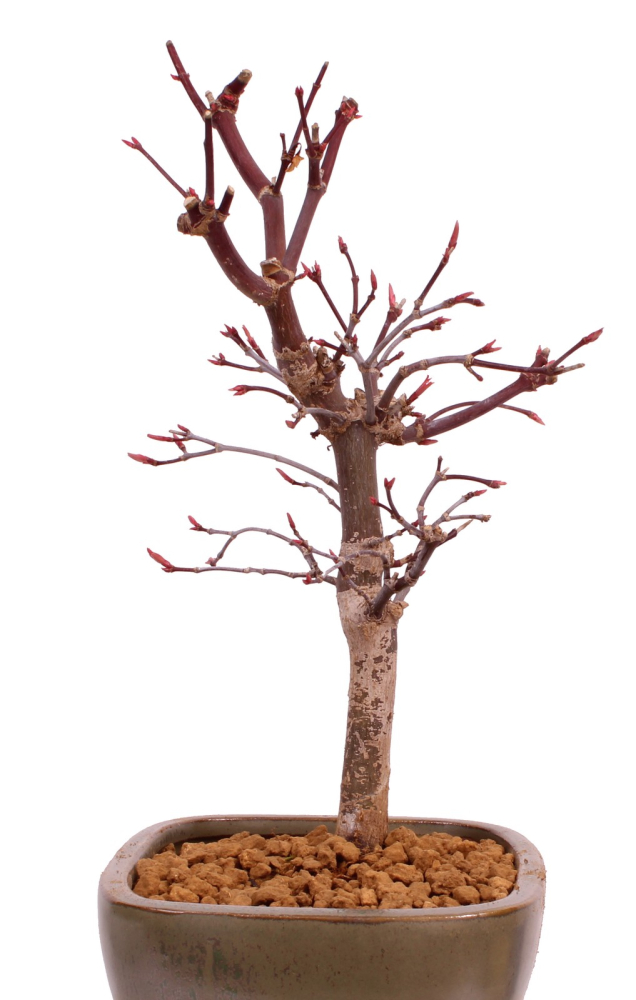 Bonsai - Acer palmatum 'Deshojo', roter Fächerahorn aus Japan 229/06