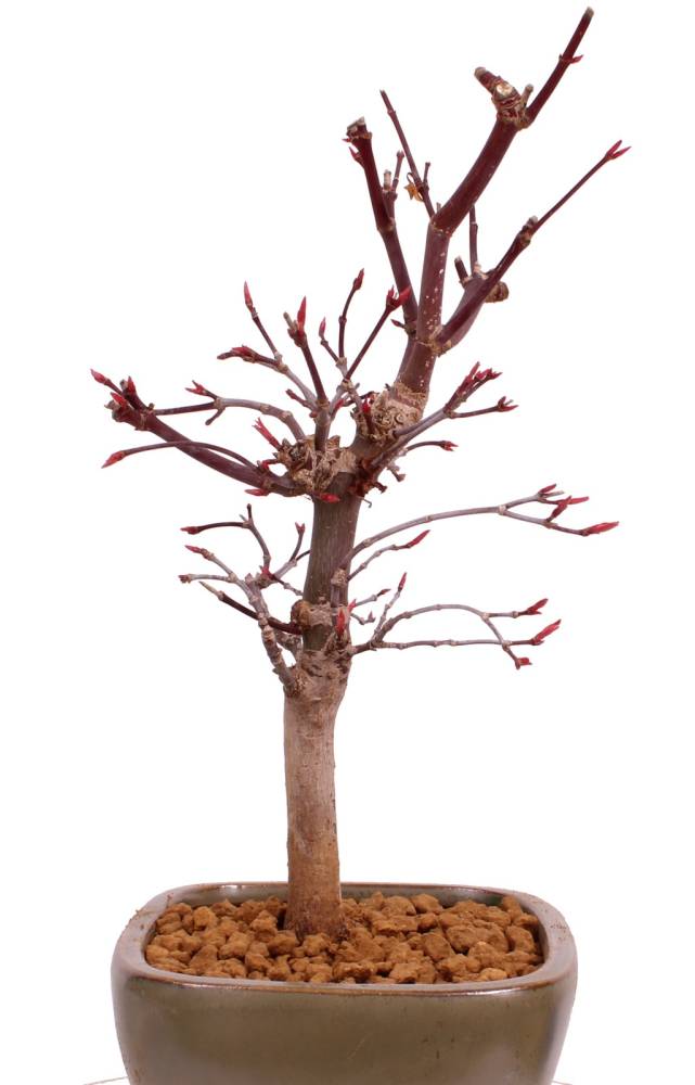 Bonsai - Acer palmatum 'Deshojo', roter Fächerahorn aus Japan 229/06