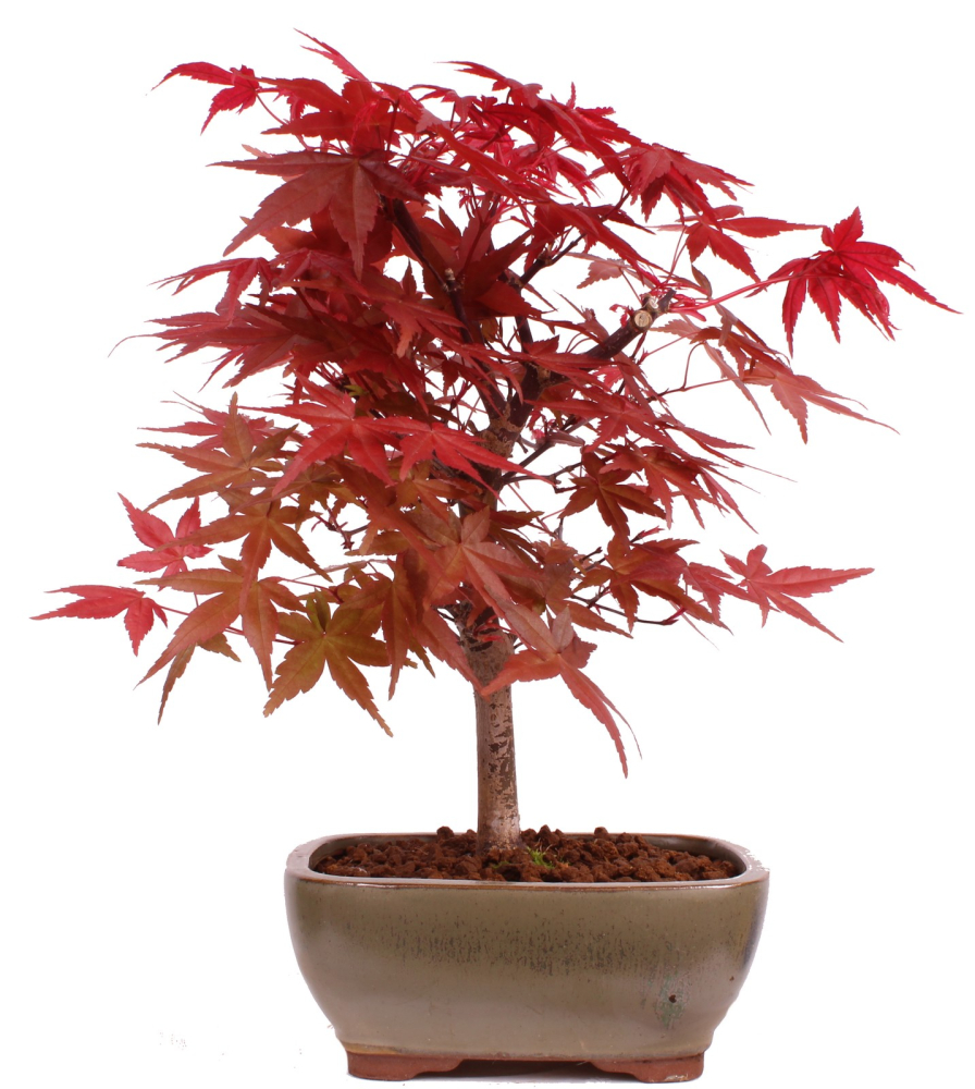 Bonsai - Acer palmatum 'Deshojo', roter Fächerahorn aus Japan 229/06
