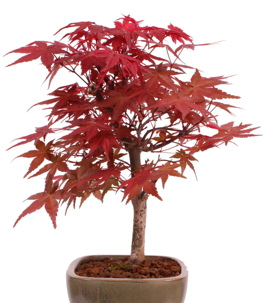 Preview: Bonsai - Acer palmatum 'Deshojo', roter Fächerahorn aus Japan 229/06