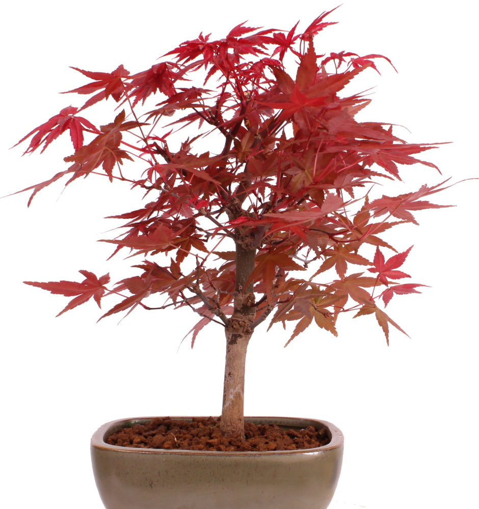 Preview: Bonsai - Acer palmatum 'Deshojo', roter Fächerahorn aus Japan 229/06