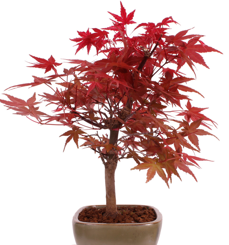 Preview: Bonsai - Acer palmatum 'Deshojo', roter Fächerahorn aus Japan 229/06