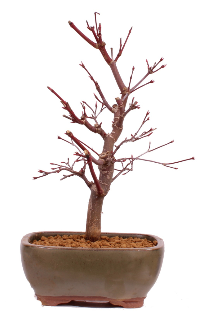 Bonsai - Acer palmatum 'Deshojo', roter Fächerahorn aus Japan 229/07