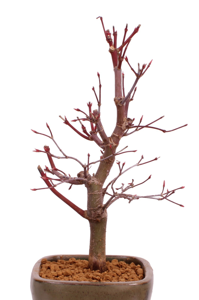 Preview: Bonsai - Acer palmatum 'Deshojo', roter Fächerahorn aus Japan 229/07