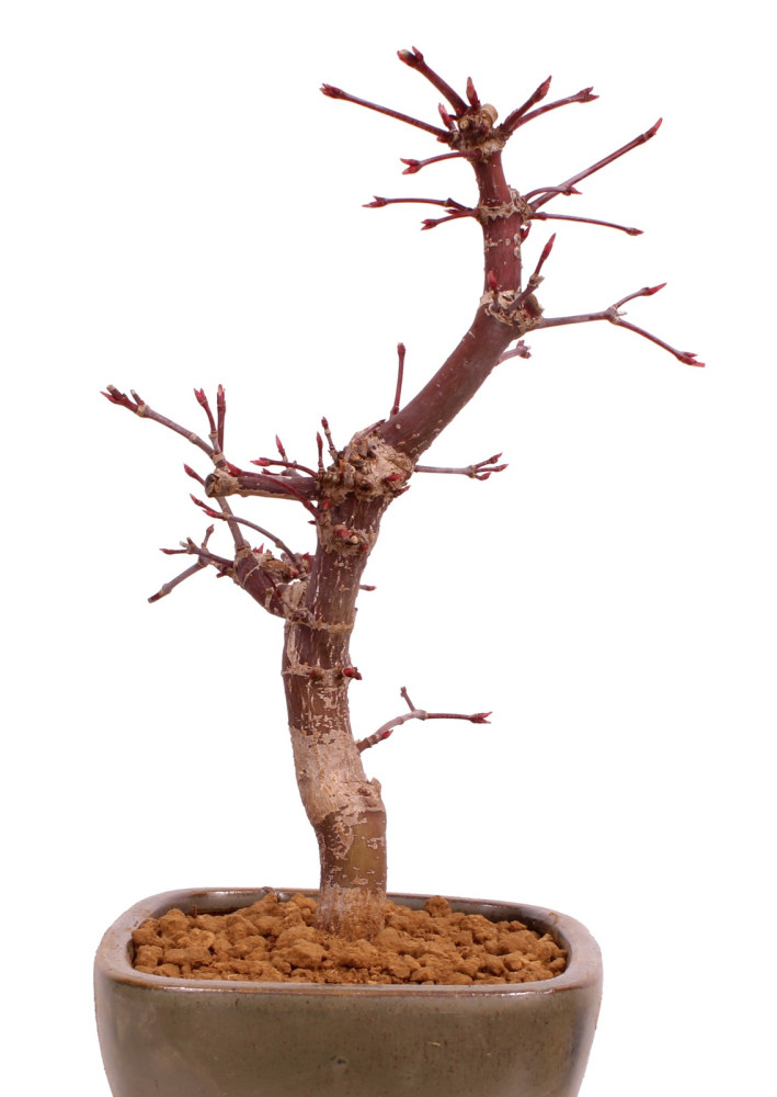 Bonsai - Acer palmatum 'Deshojo', roter Fächerahorn aus Japan 229/09
