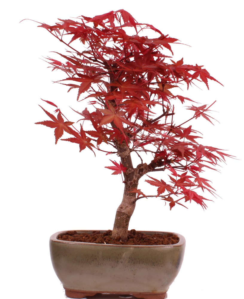 Bonsai - Acer palmatum 'Deshojo', roter Fächerahorn aus Japan 229/09