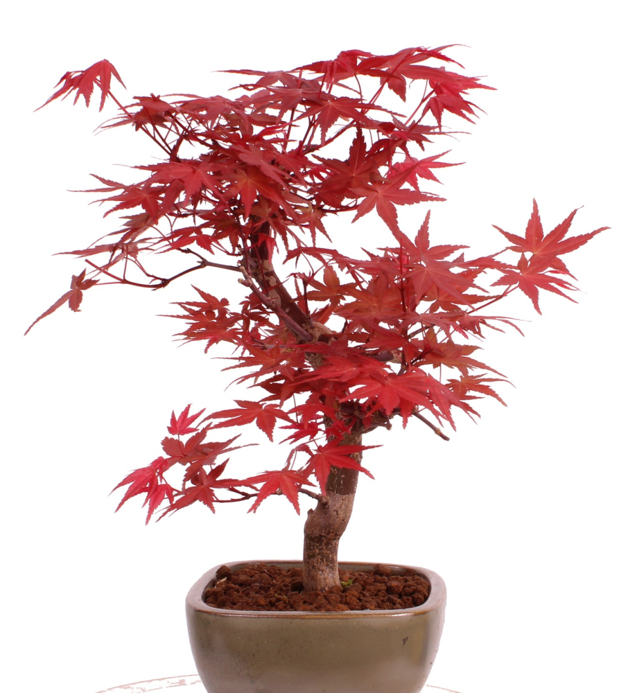 Preview: Bonsai - Acer palmatum 'Deshojo', roter Fächerahorn aus Japan 229/09