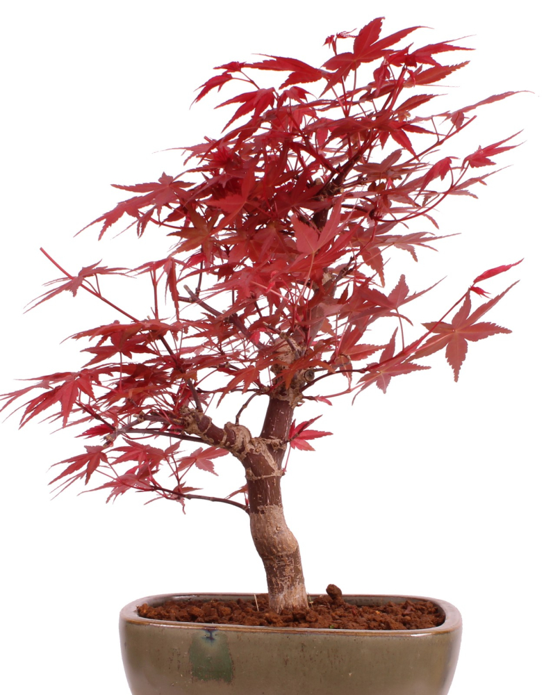 Preview: Bonsai - Acer palmatum 'Deshojo', roter Fächerahorn aus Japan 229/09
