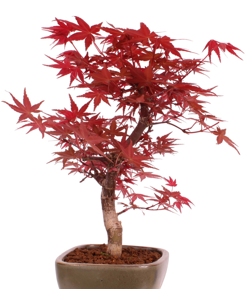 Preview: Bonsai - Acer palmatum 'Deshojo', roter Fächerahorn aus Japan 229/09