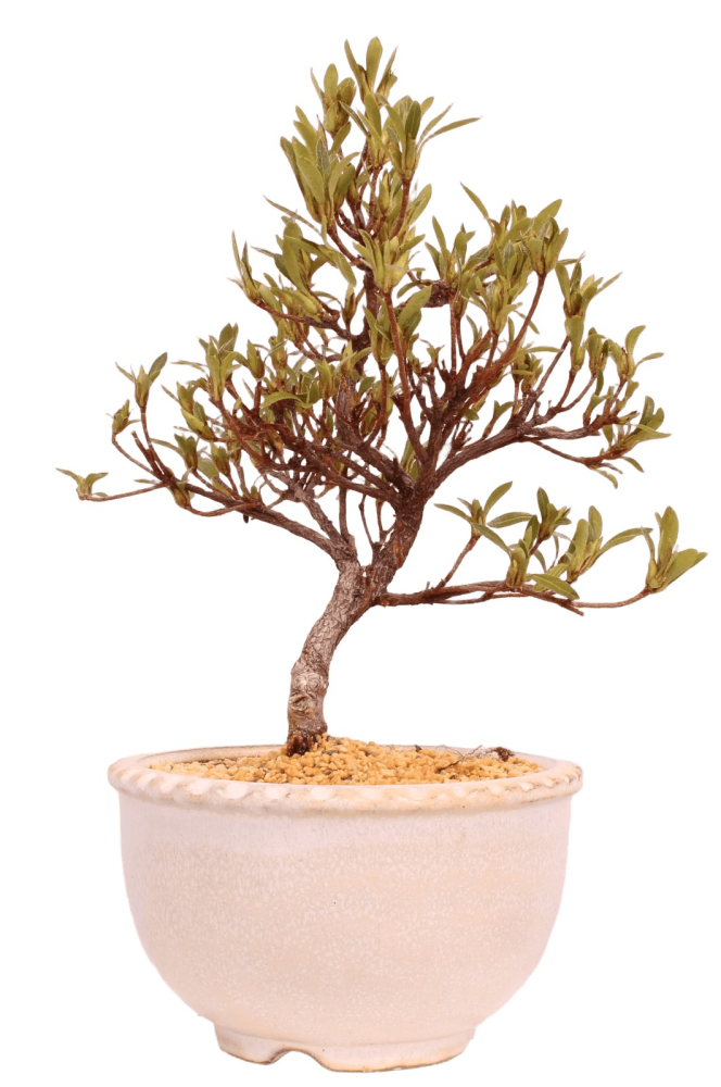 Bonsai - Japanische Satsuki Azalee 'Korin' - Rhododendron indicum 229/100