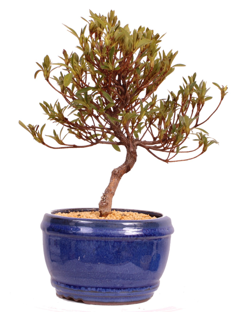 Bonsai - Japanische Satsuki Azalee 'Hakurin' -Rhododendron indicum 229/101