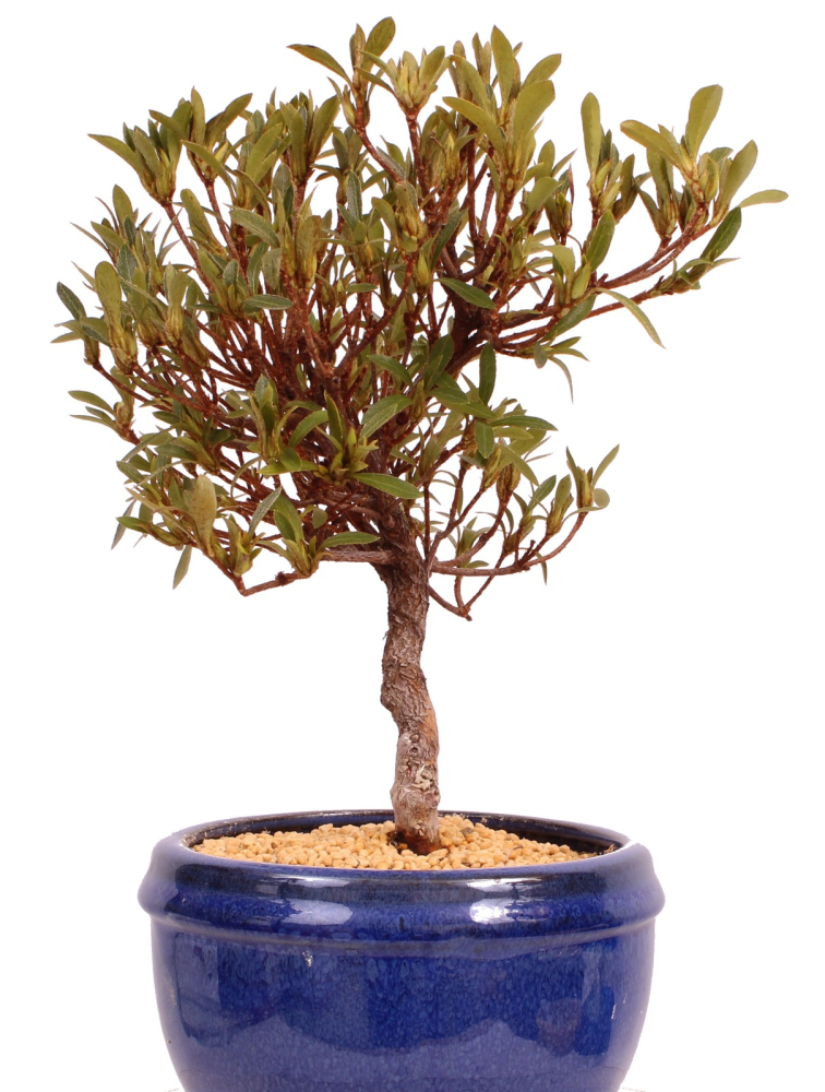 Bonsai - Japanische Satsuki Azalee 'Hakurin' -Rhododendron indicum 229/101