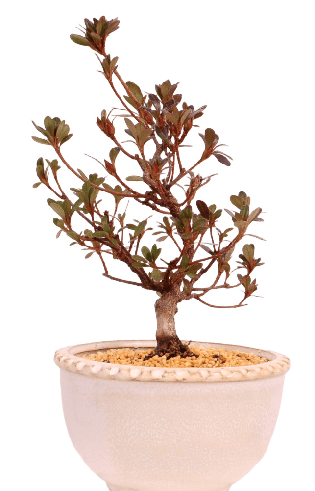 Bonsai - Japanische Satsuki Azalee 'Hibai' -Rhododendron indicum 229/102