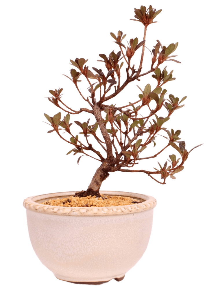Bonsai - Japanische Satsuki Azalee 'Hibai' -Rhododendron indicum 229/102