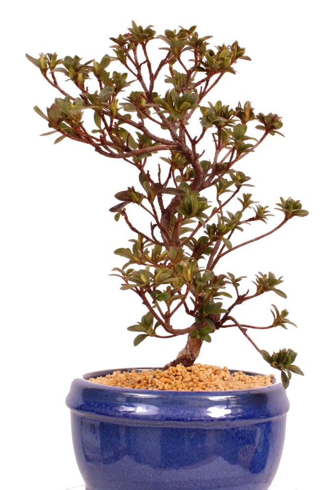 Preview: Bonsai - Japanische Satsuki Azalee 'Karenko'- Rhododendron indicum 229/103