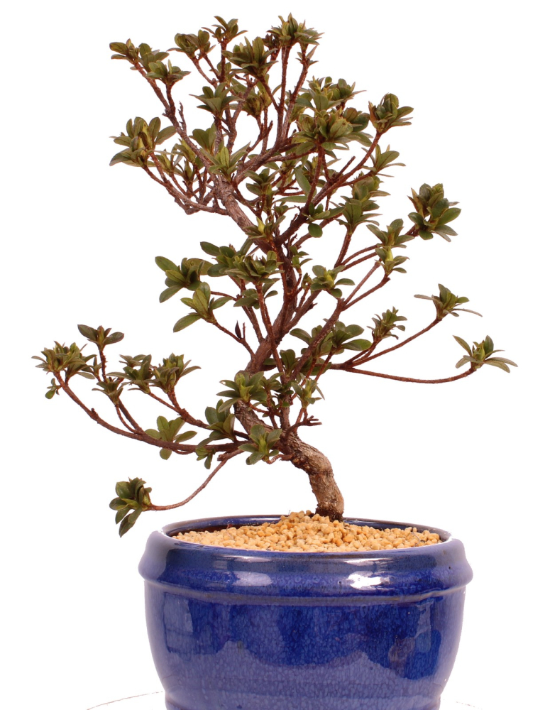 Preview: Bonsai - Japanische Satsuki Azalee 'Karenko'- Rhododendron indicum 229/103