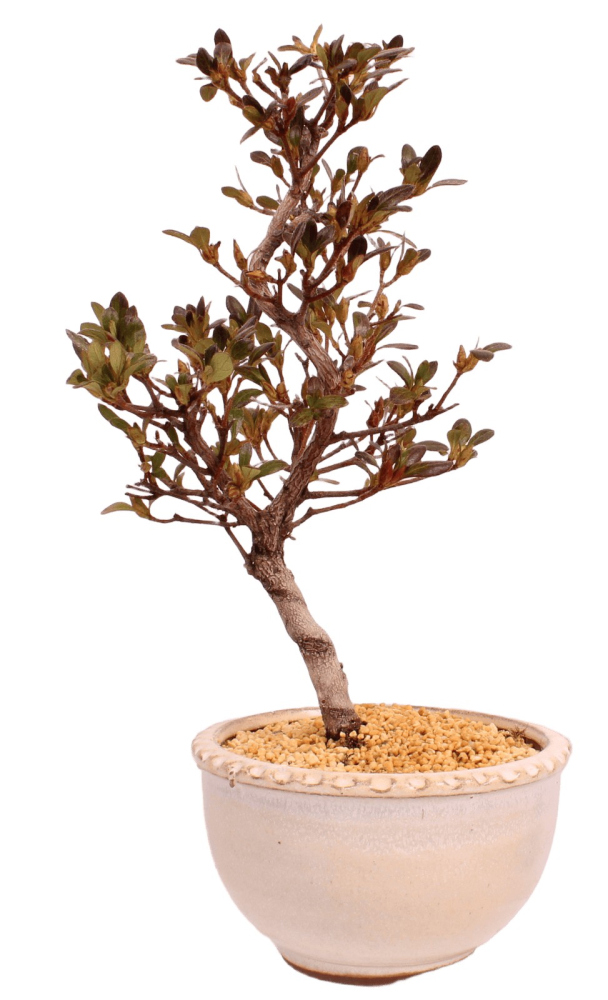 Preview: Bonsai - Japanische Satsuki Azalee - Rhododendron indicum 229/104
