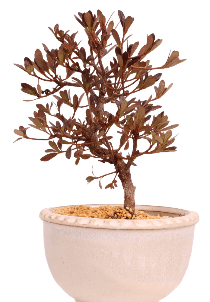 Bonsai - Japanische Satsuki Azalee - Rhododendron indicum 229/105