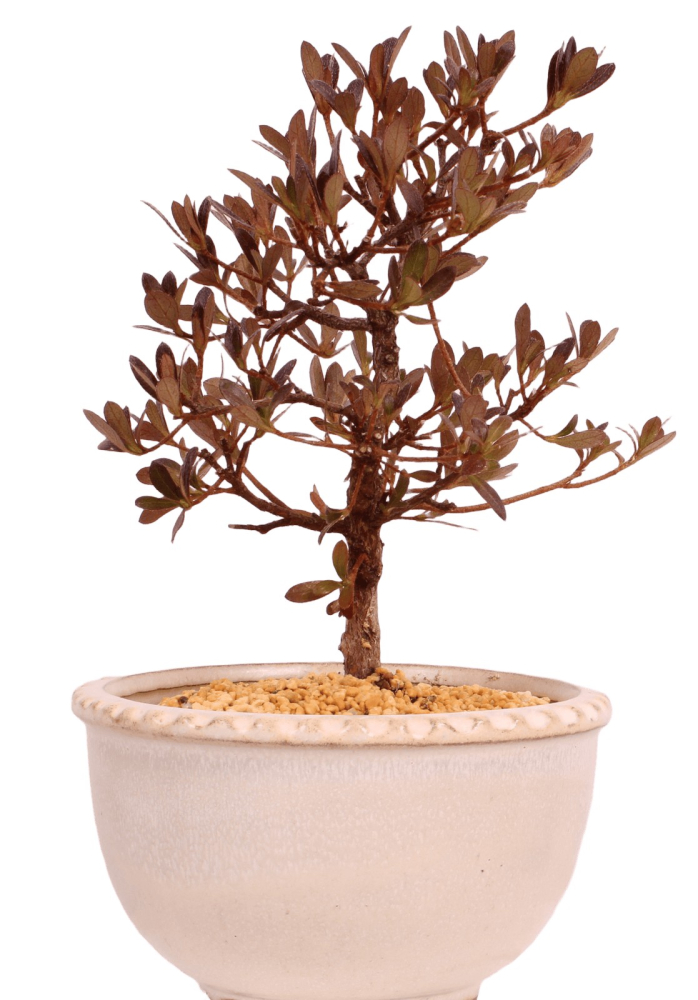 Bonsai - Japanische Satsuki Azalee - Rhododendron indicum 229/105