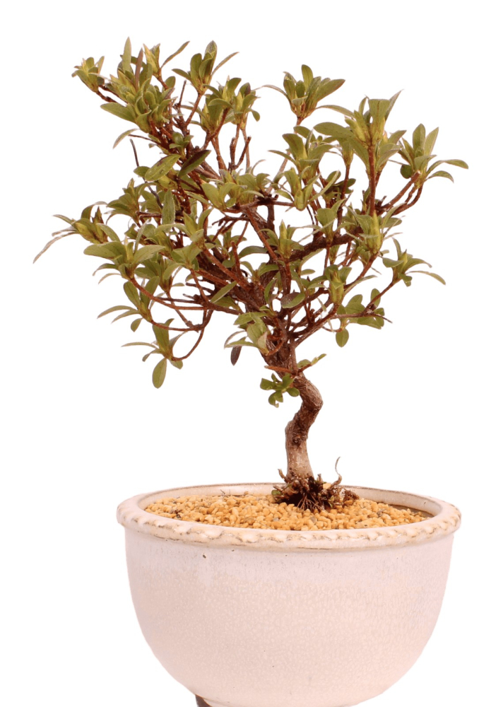 Bonsai - Japanische Satsuki Azalee 'Karenko'- Rhododendron indicum 229/107