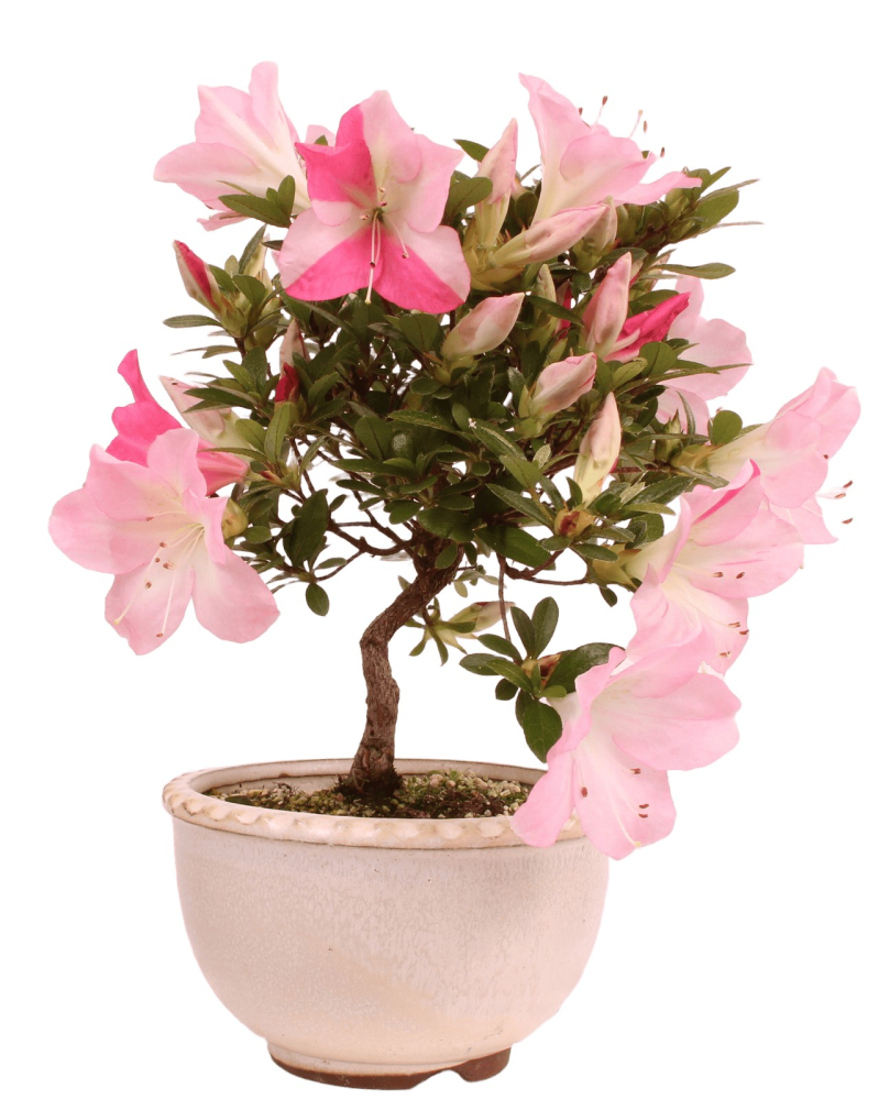 Bonsai - Japanische Satsuki Azalee 'Karenko'- Rhododendron indicum 229/107