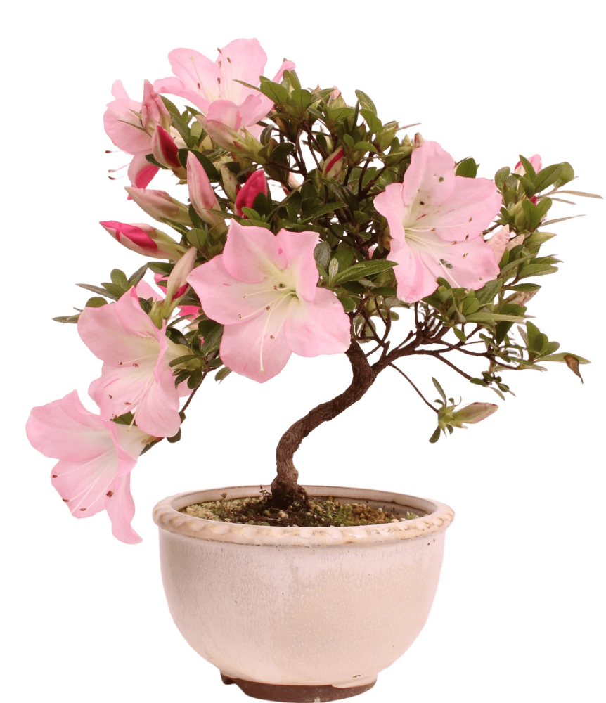 Preview: Bonsai - Japanische Satsuki Azalee 'Karenko'- Rhododendron indicum 229/107