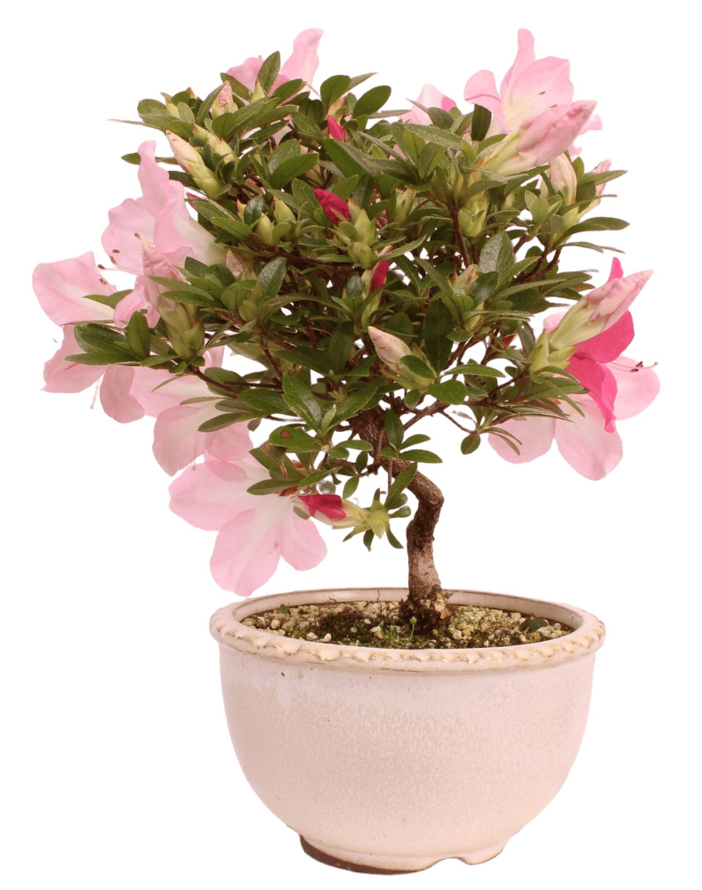 Preview: Bonsai - Japanische Satsuki Azalee 'Karenko'- Rhododendron indicum 229/107