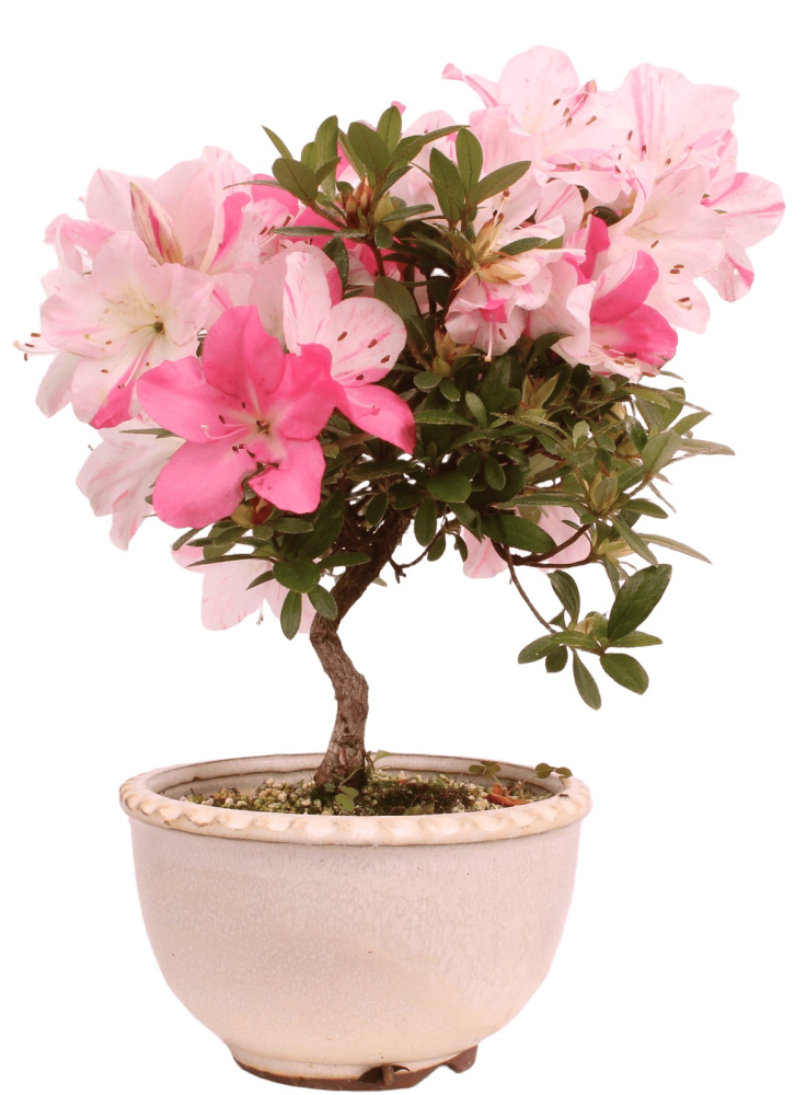 Preview: Bonsai - Japanische Satsuki Azalee 'Karenko'- Rhododendron indicum 229/107