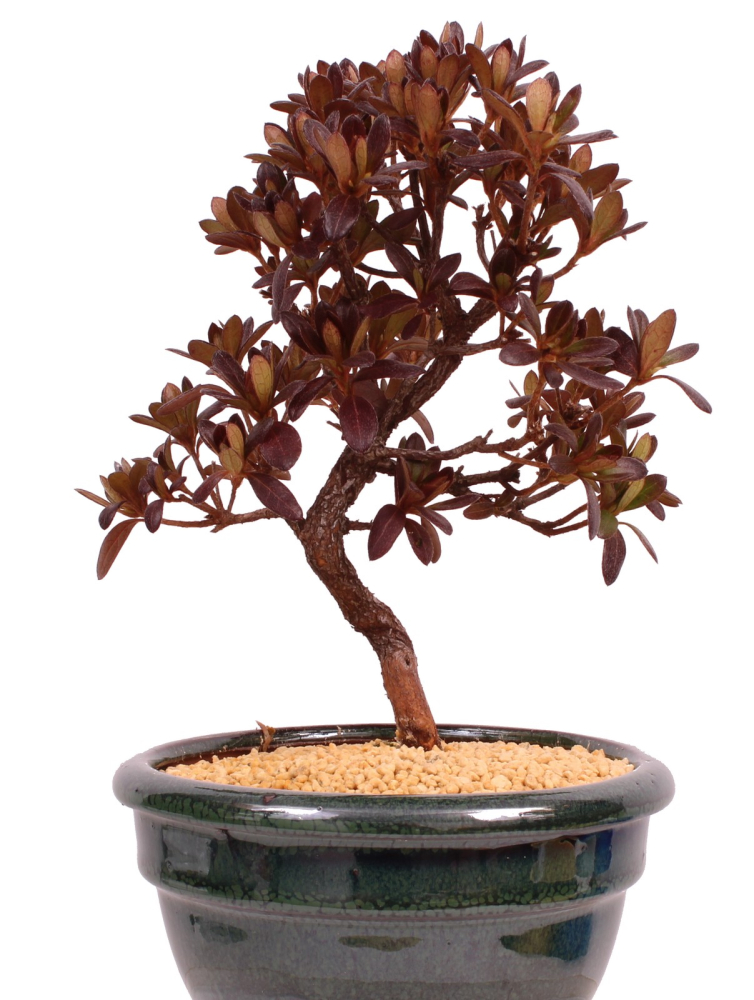 Bonsai - Japanische Satsuki Azalee - Rhododendron indicum 229/108