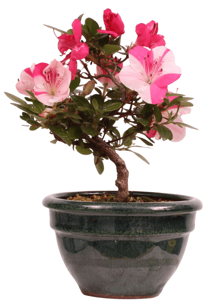 Bonsai - Japanische Satsuki Azalee 'Zansetsu' - Rhododendron indicum 229/109