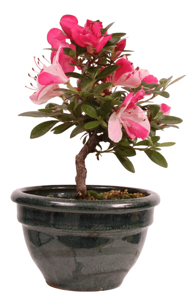 Preview: Bonsai - Japanische Satsuki Azalee 'Zansetsu' - Rhododendron indicum 229/109