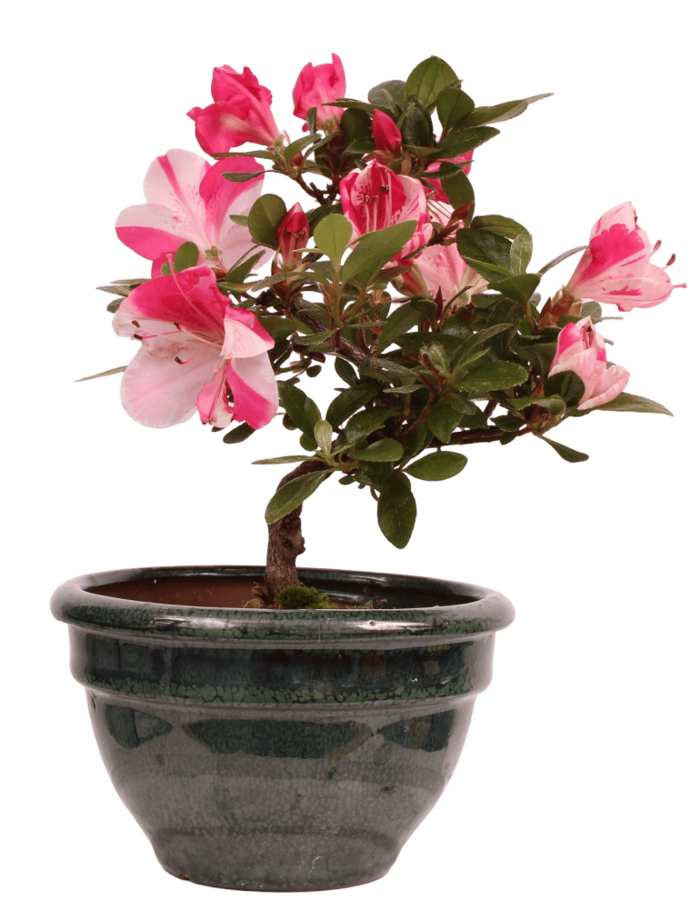 Preview: Bonsai - Japanische Satsuki Azalee 'Zansetsu' - Rhododendron indicum 229/109