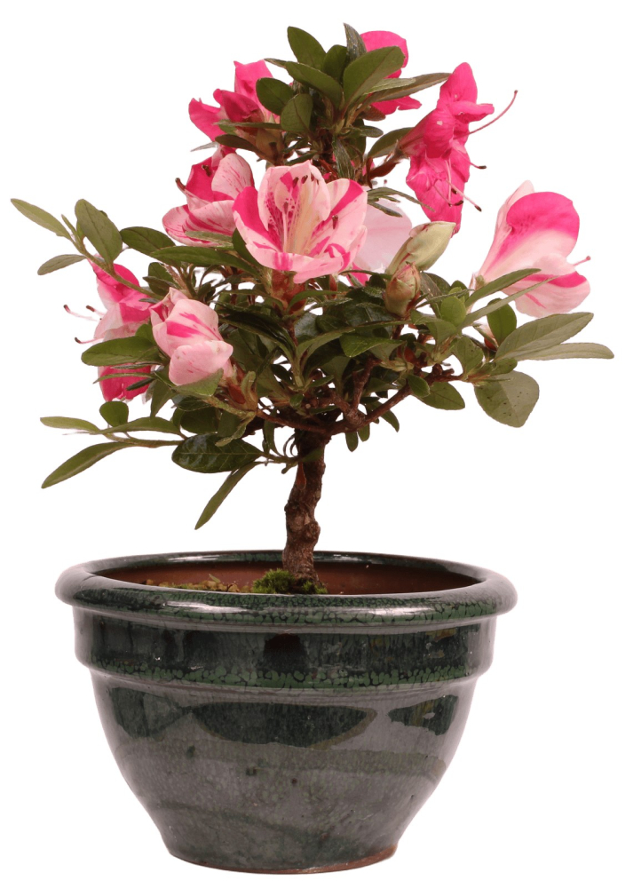 Preview: Bonsai - Japanische Satsuki Azalee 'Zansetsu' - Rhododendron indicum 229/109