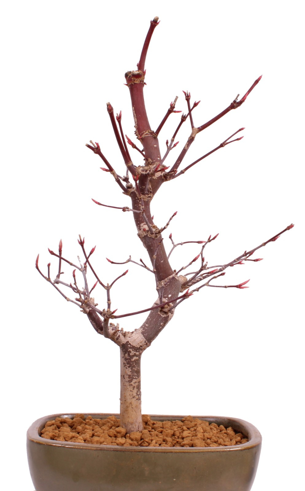 Bonsai - Acer palmatum 'Deshojo', roter Fächerahorn aus Japan 229/10