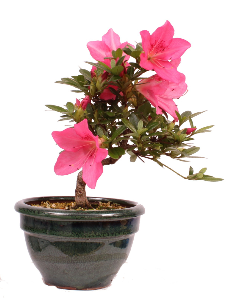 Bonsai - Japanische Satsuki Azalee - Rhododendron indicum 229/110