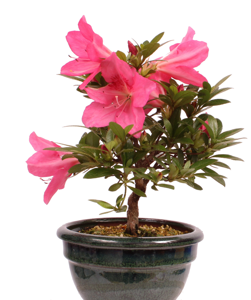 Preview: Bonsai - Japanische Satsuki Azalee - Rhododendron indicum 229/110