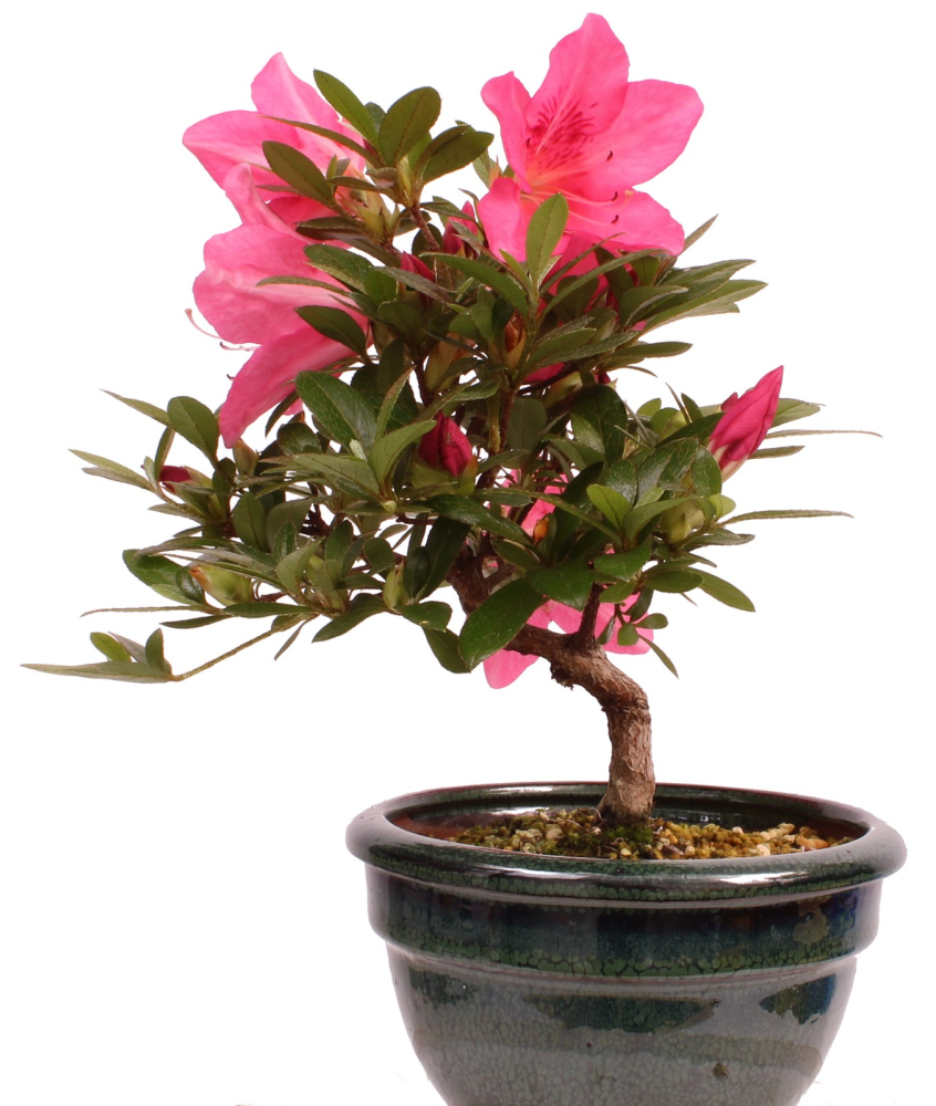 Preview: Bonsai - Japanische Satsuki Azalee - Rhododendron indicum 229/110