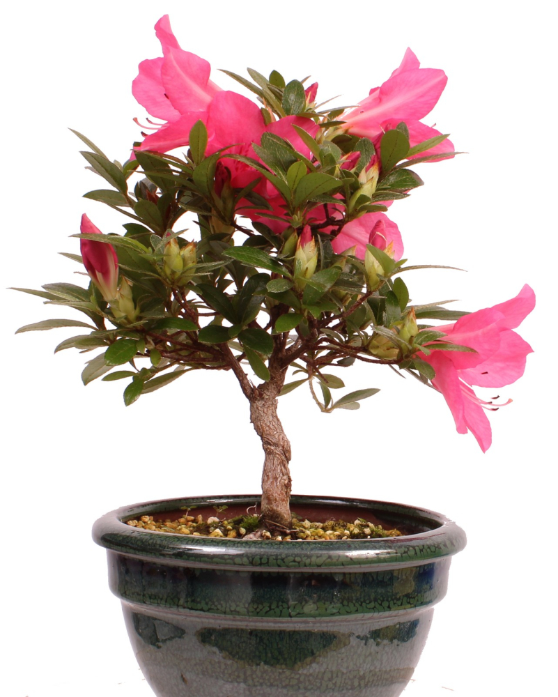Preview: Bonsai - Japanische Satsuki Azalee - Rhododendron indicum 229/110