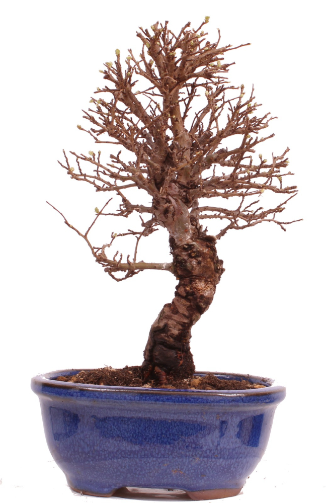 Bonsai - Ulmus parvifolia 'Nire', Chinesische Ulme, Korkulme aus Japan 229/111