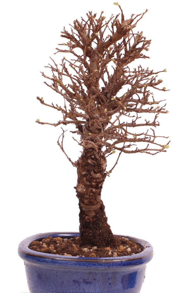 Bonsai - Ulmus parvifolia 'Nire', Chinesische Ulme, Korkulme aus Japan 229/111