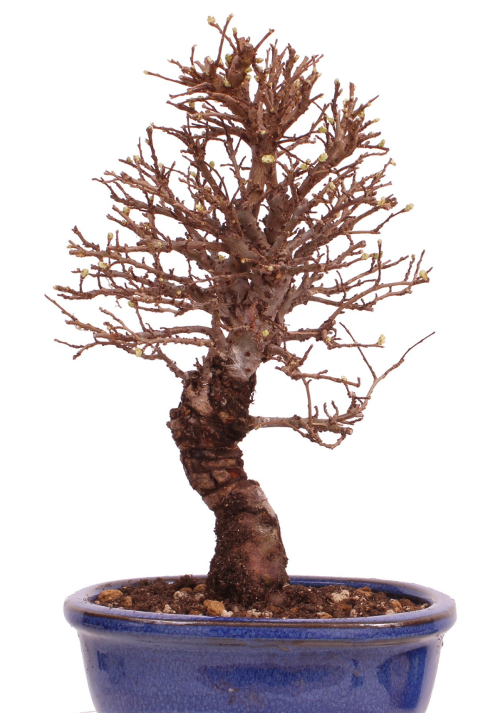 Bonsai - Ulmus parvifolia 'Nire', Chinesische Ulme, Korkulme aus Japan 229/111