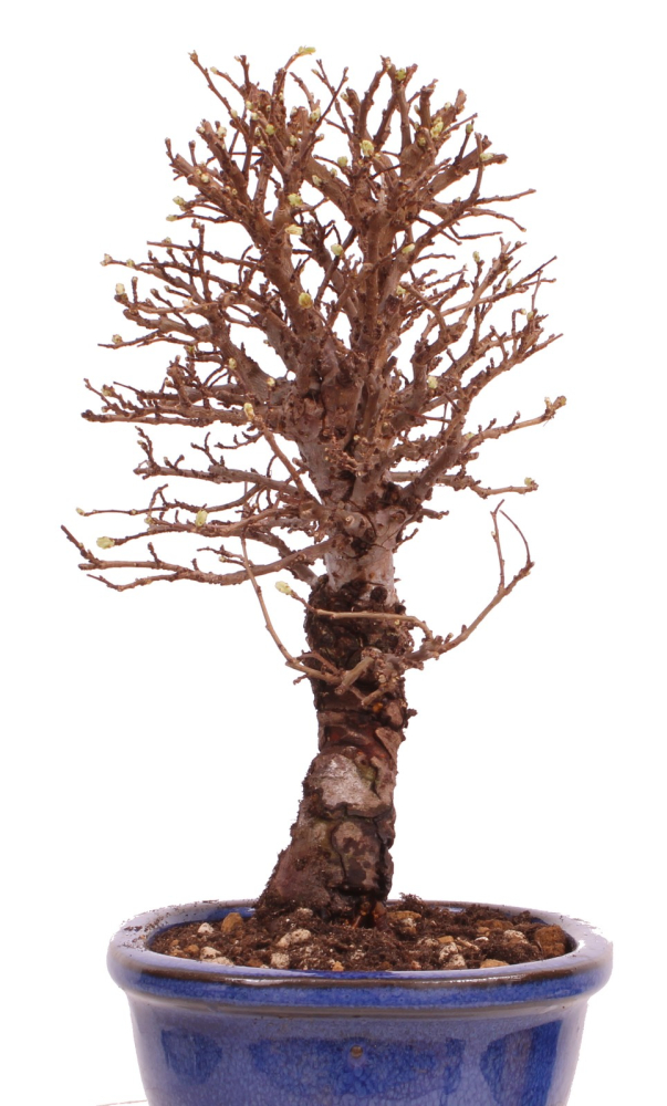 Bonsai - Ulmus parvifolia 'Nire', Chinesische Ulme, Korkulme aus Japan 229/111