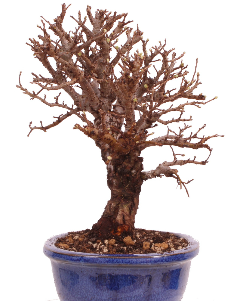 Bonsai - Ulmus parvifolia 'Nire', Chinesische Ulme, Korkulme aus Japan 229/112