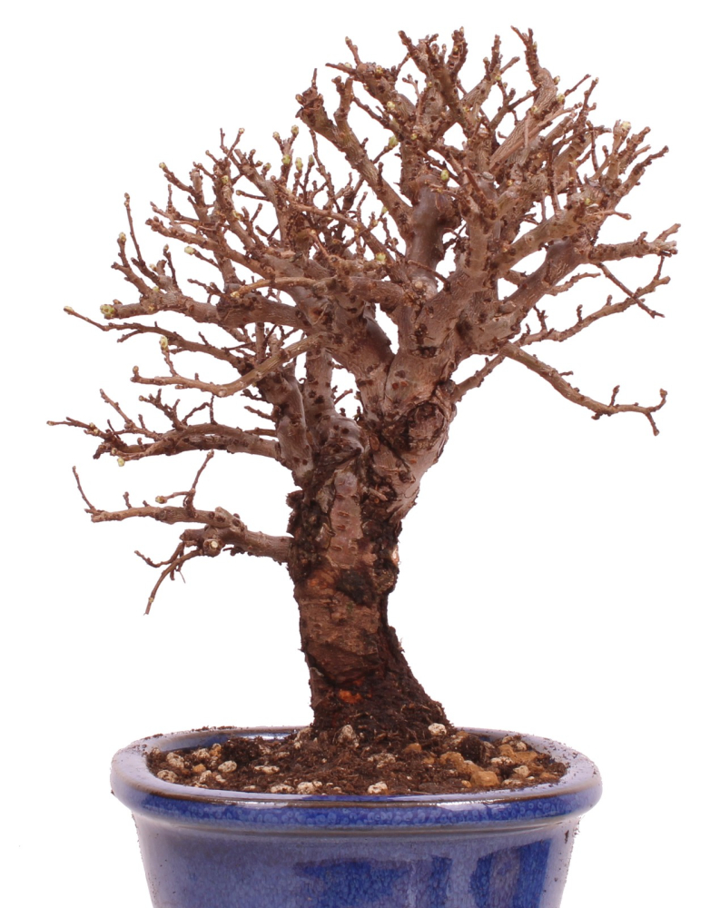Bonsai - Ulmus parvifolia 'Nire', Chinesische Ulme, Korkulme aus Japan 229/112