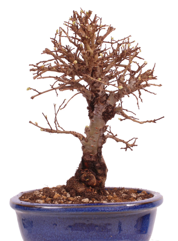 Bonsai - Ulmus parvifolia 'Nire', Chinesische Ulme, Korkulme aus Japan 229/113