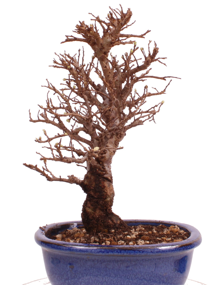 Bonsai - Ulmus parvifolia 'Nire', Chinesische Ulme, Korkulme aus Japan 229/116